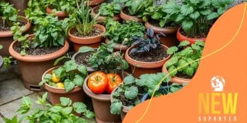 How to grow an edible garden on your patio