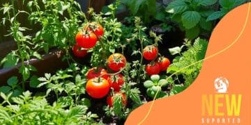 How to grow an edible garden on your patio