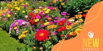 The best outdoor plants for sunny gardens